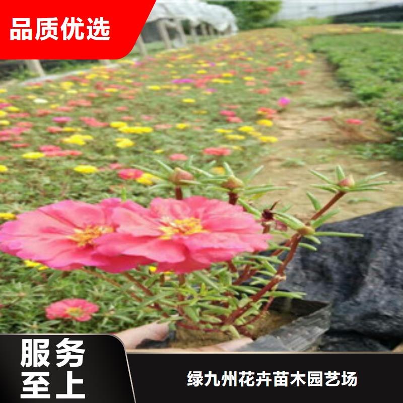 花海景观,时令花卉/绿化草花价格一站式采购商