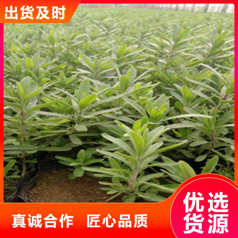 花海景观水生植物/荷花睡莲实拍品质保障