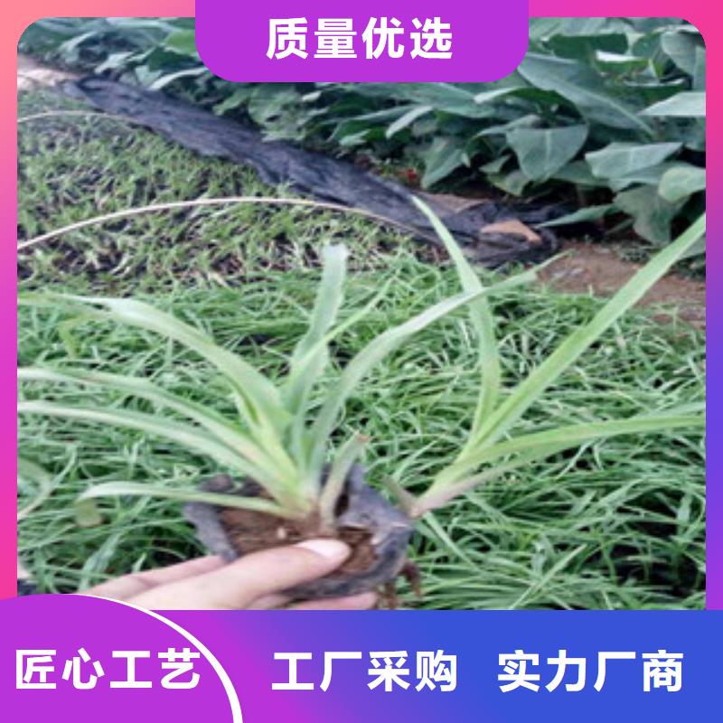 花海景观【鲁冰花/粉黛乱子草】款式多样