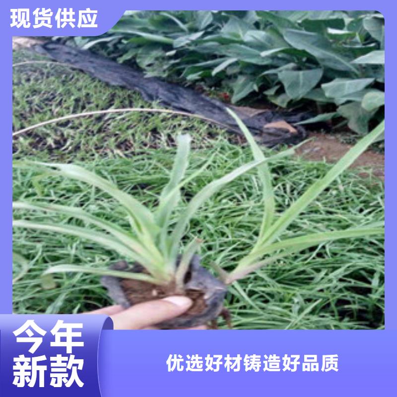 【花海景观_观赏草/蒲苇狼尾草制造厂家】