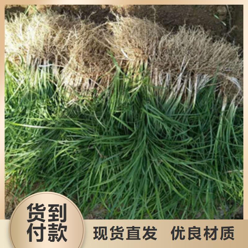 【花海景观花海景观工程用心提升细节】