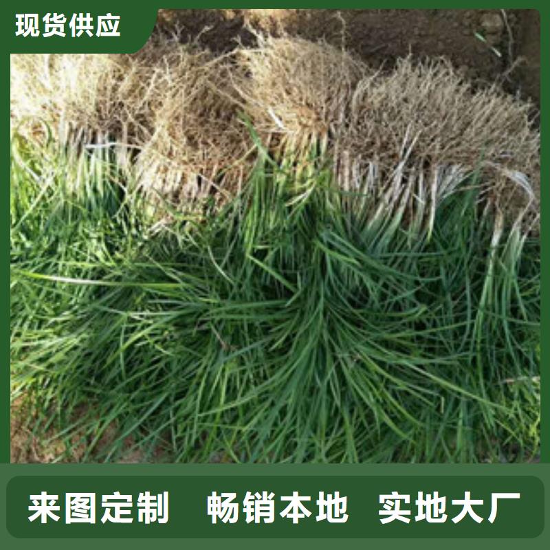 花海景观鲁冰花/粉黛乱子草严选用料