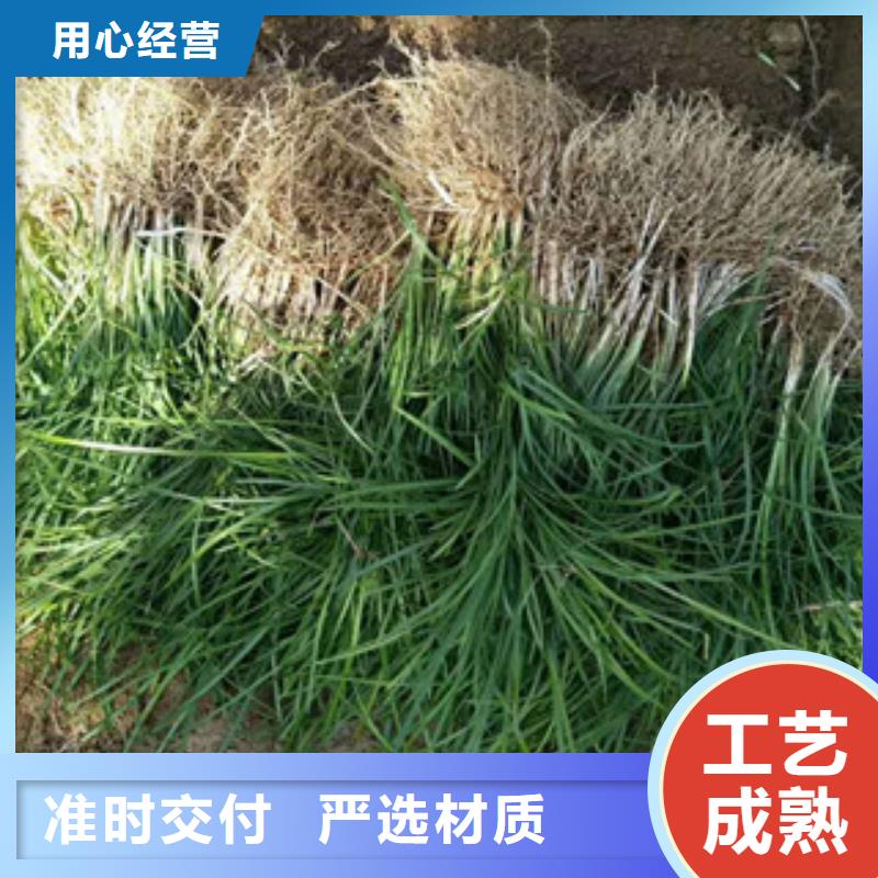 花海景观耐寒耐旱草花基地批发商