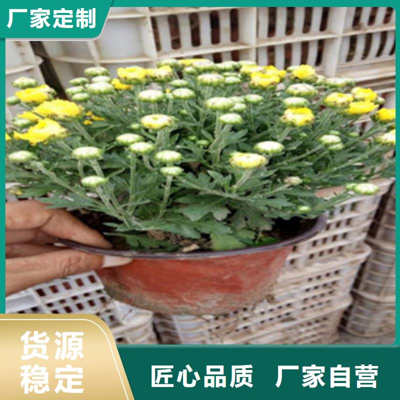 花海景观水生植物/荷花睡莲实拍品质保障