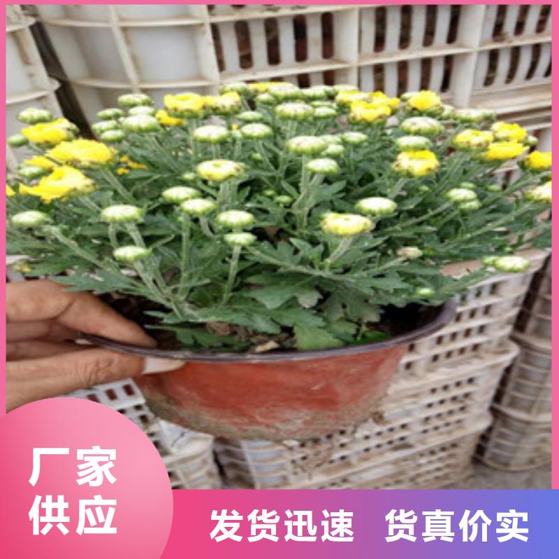 花海景观时令花卉/绿化草花价格诚信为本