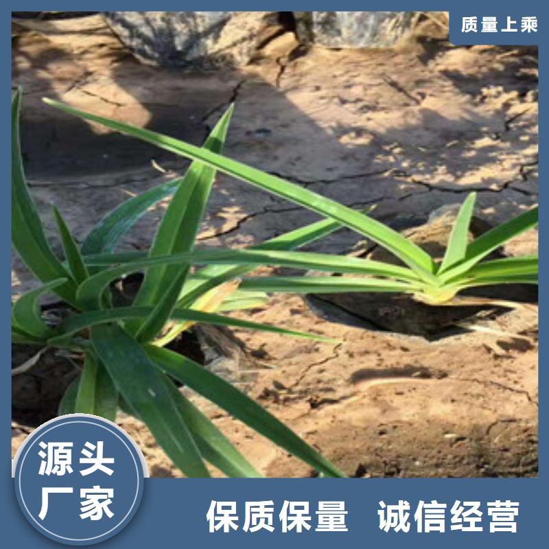 花海景观,时令花卉/绿化草花价格一站式采购商