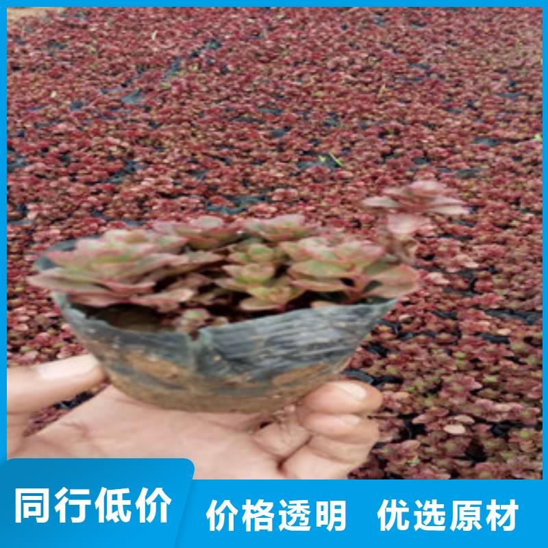 花海景观_花海景观工程批发货源