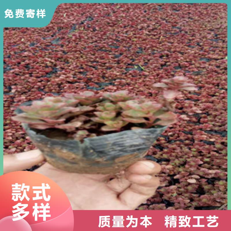 【花海景观】,柳叶马鞭草/薰衣草您身边的厂家