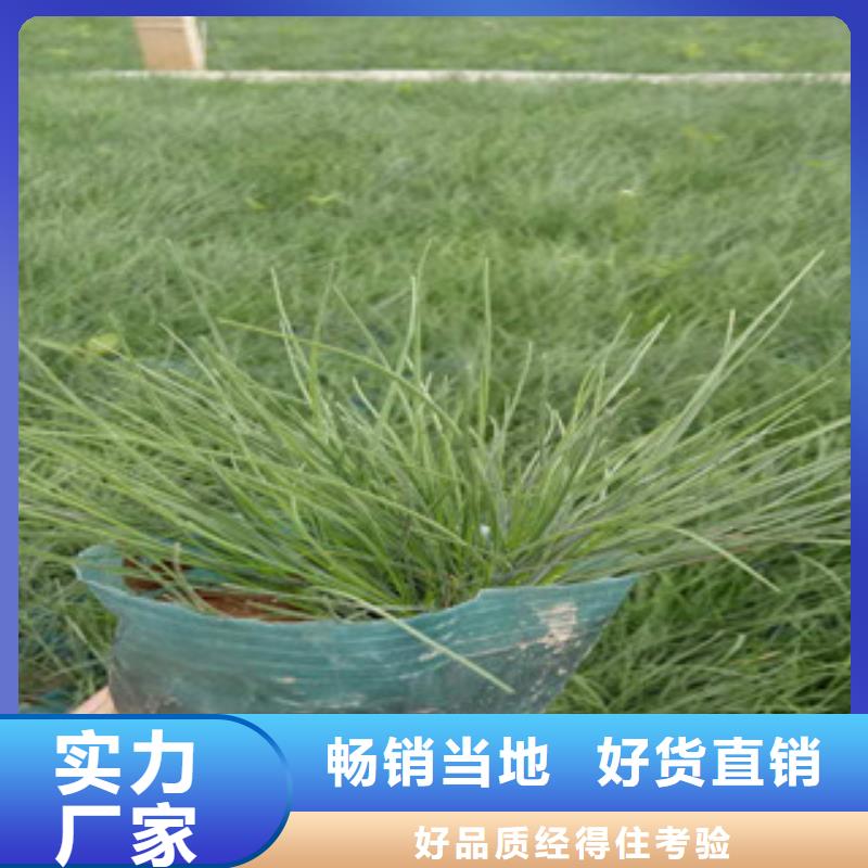 【花海景观】水生植物/荷花睡莲符合国家标准