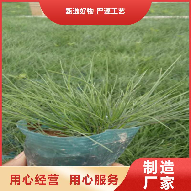 花海景观时令花卉/绿化草花价格品质无所畏惧