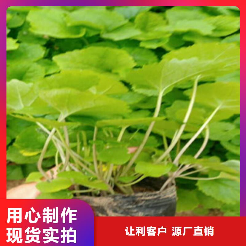 花海景观【时令花卉/绿化草花价格】精心选材