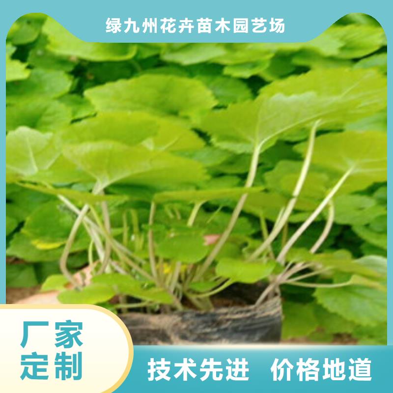 花海景观观赏草/蒲苇狼尾草厂家直营