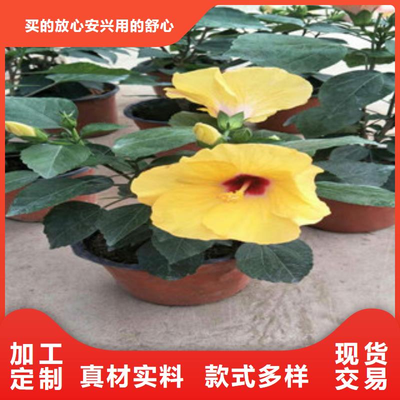 花海景观水生植物/荷花睡莲实拍品质保障