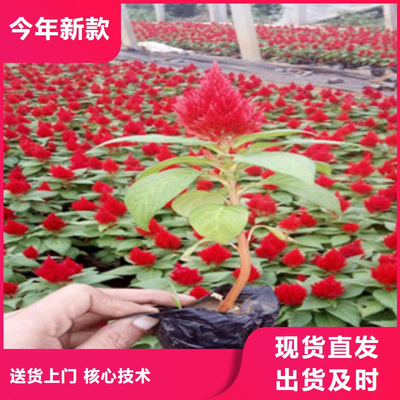 花海景观观赏草/蒲苇狼尾草出厂严格质检