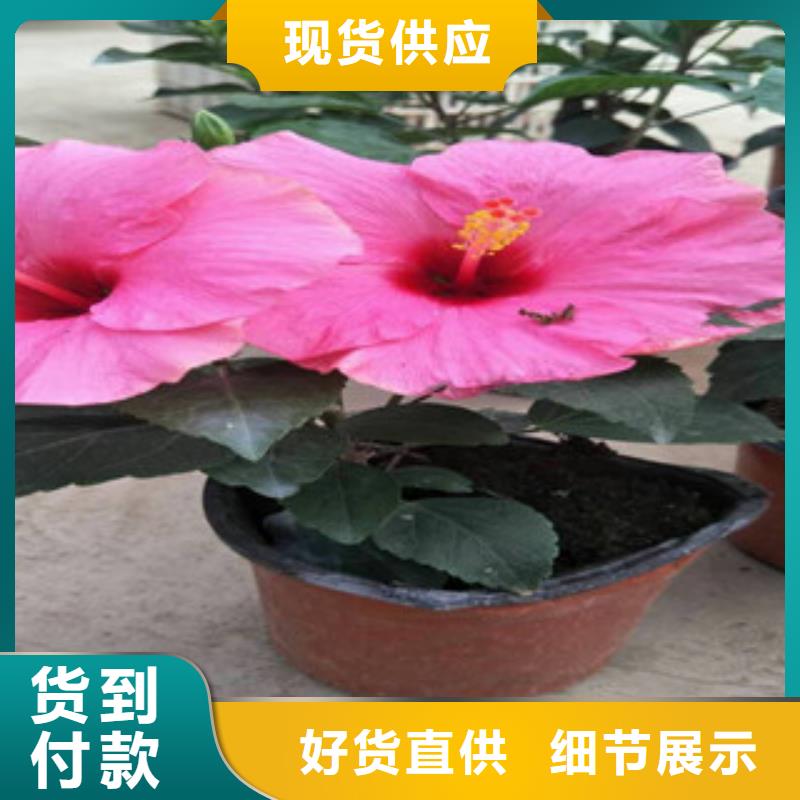 花海景观耐寒耐旱草花基地多年经验值得信赖