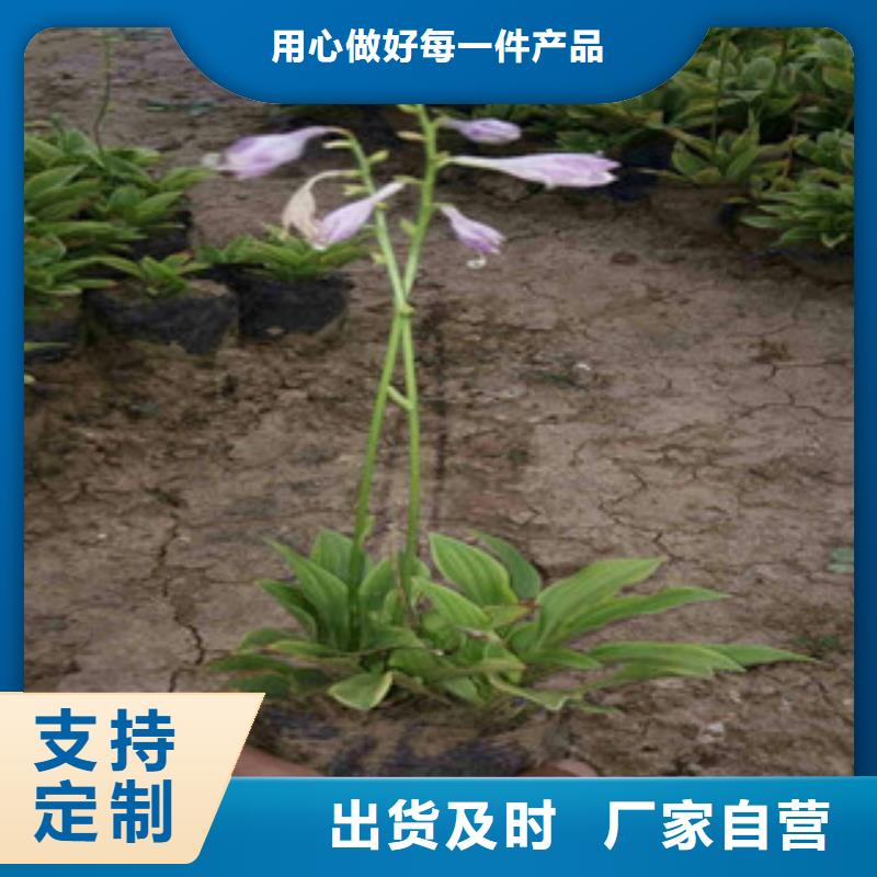 花海景观耐寒耐旱草花基地支持批发零售