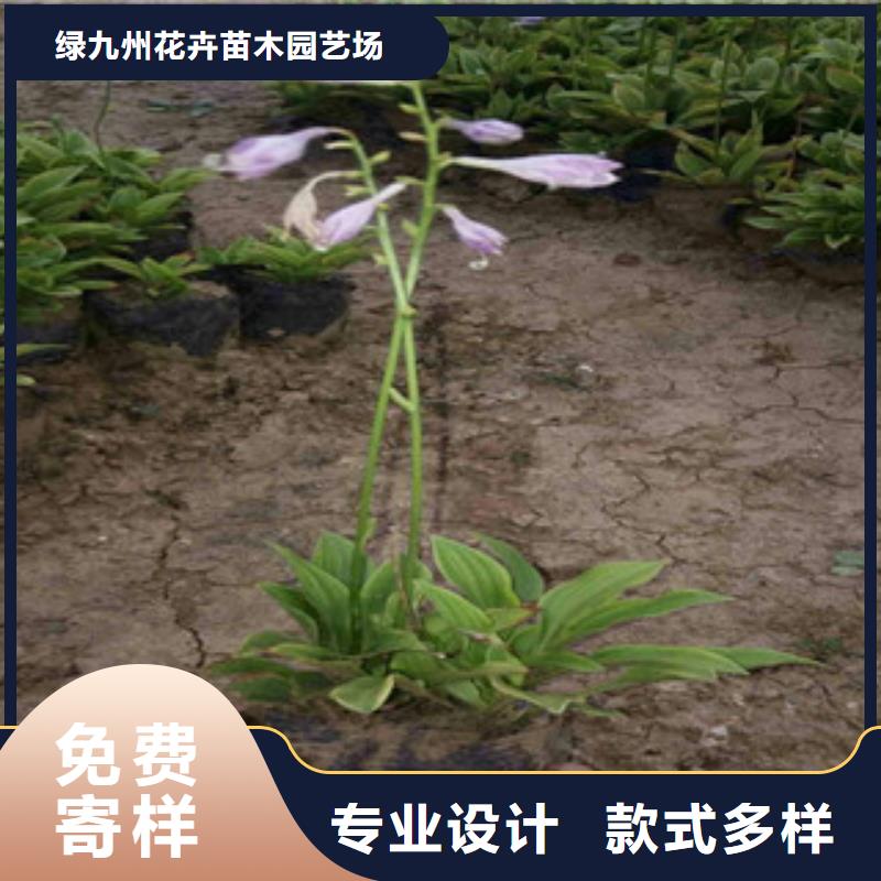 花海景观【柳叶马鞭草/薰衣草】定制定做