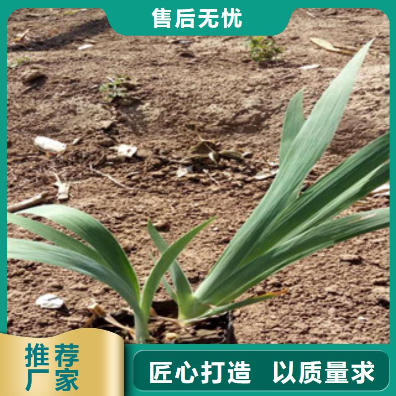 花海景观水生植物/荷花睡莲实拍品质保障