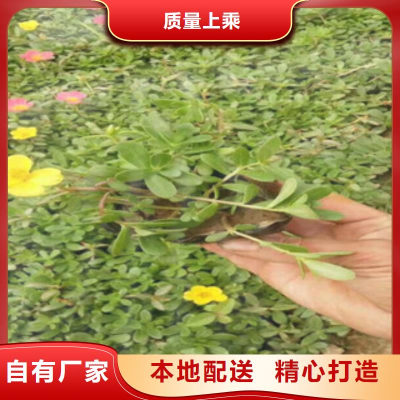 【花海景观观赏草/蒲苇狼尾草一对一为您服务】