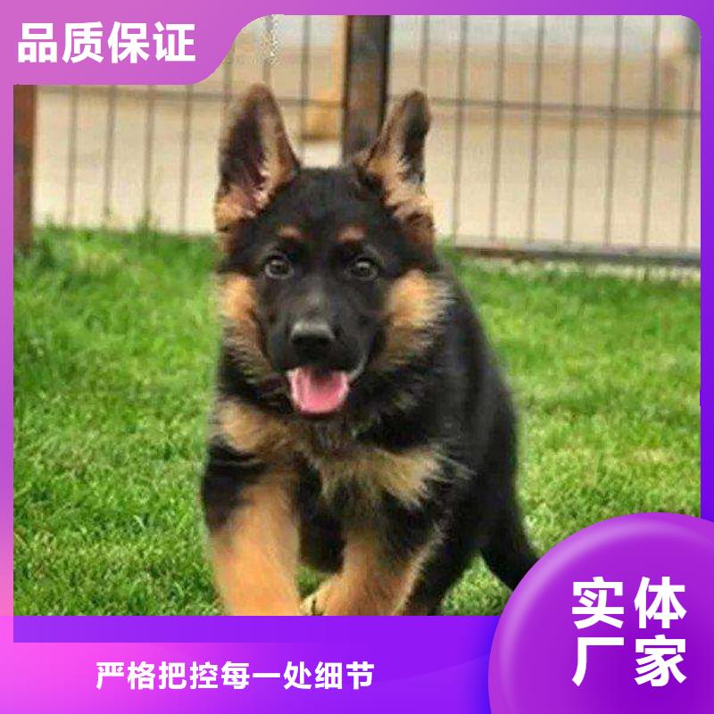 德国牧羊犬,德牧犬贴心服务