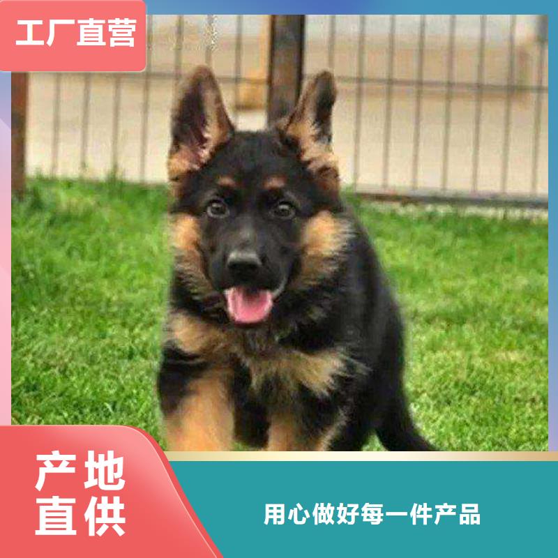 德国牧羊犬_拉布拉多犬免费获取报价