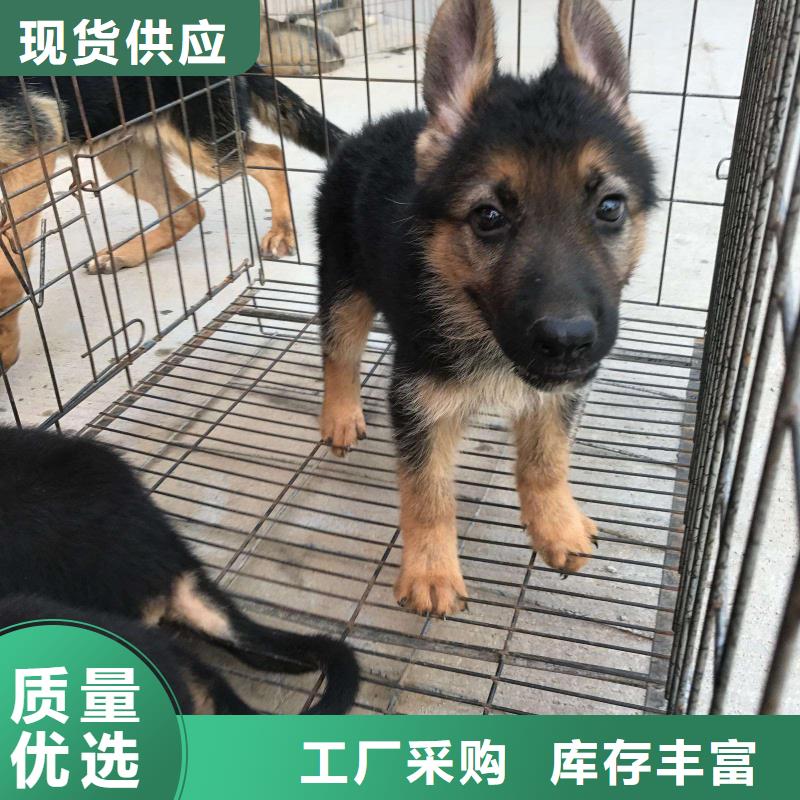 【德国牧羊犬,比特犬支持定制】