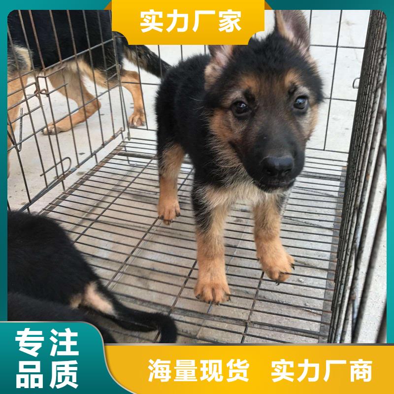 德国牧羊犬,德牧犬贴心服务