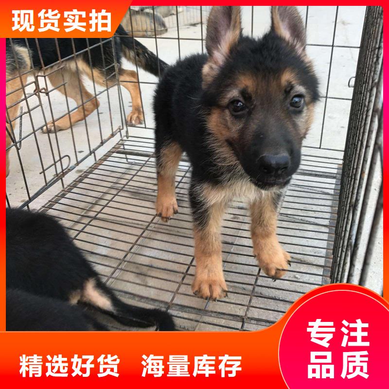 德国牧羊犬-拉布拉多犬选择我们选择放心