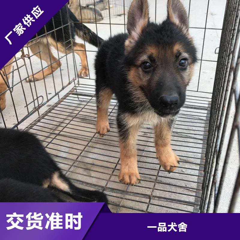 德国牧羊犬【拉布拉多犬】畅销当地