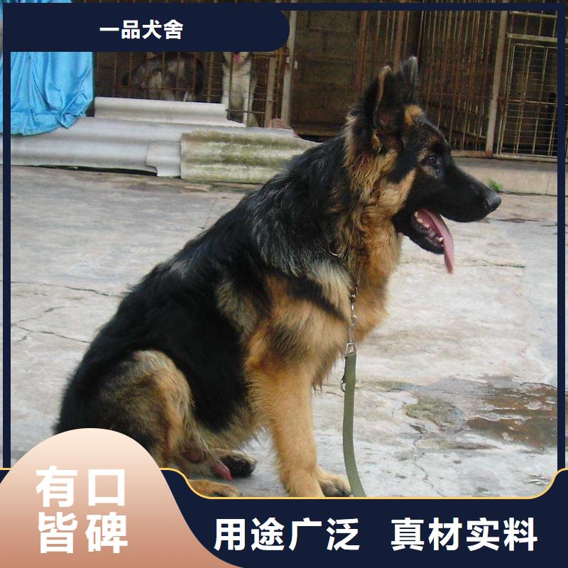 德国牧羊犬_德牧犬我们更专业