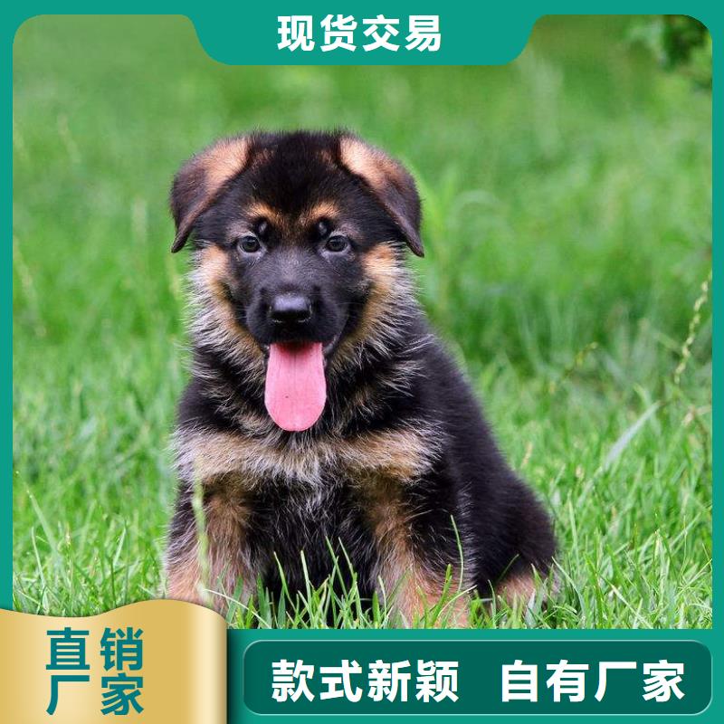 德国牧羊犬马犬用心服务