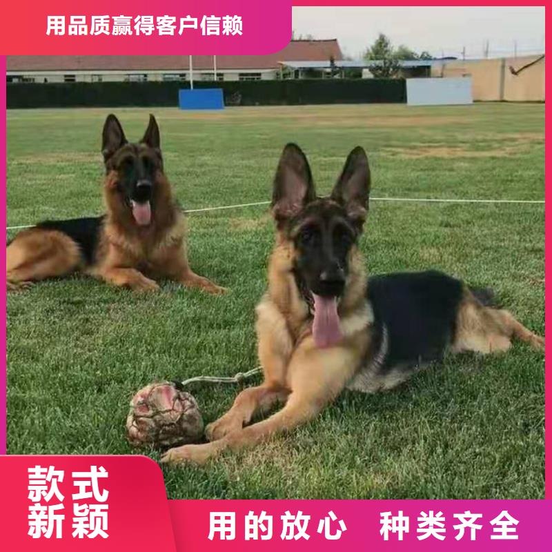 德国牧羊犬马犬品质服务