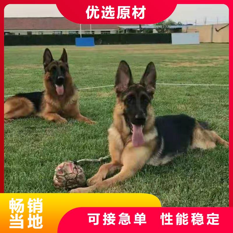 德国牧羊犬罗威纳犬今日新品