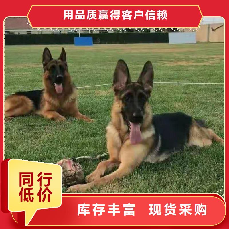 德国牧羊犬卡斯罗犬支持货到付清