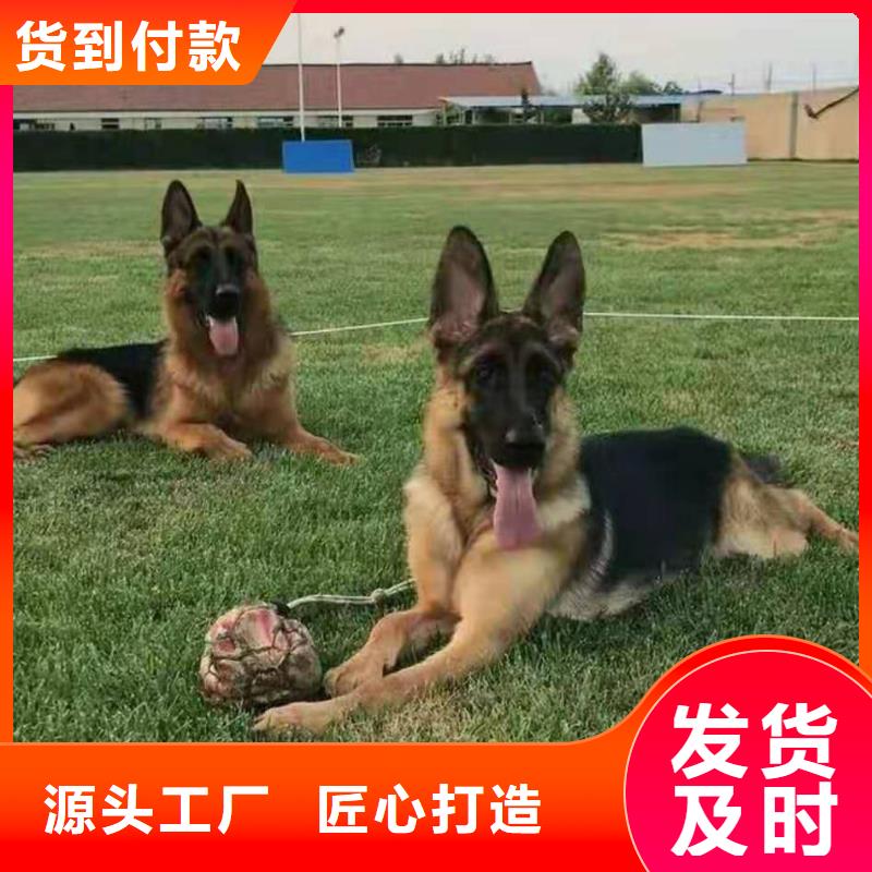 【德国牧羊犬杜宾犬质检严格】