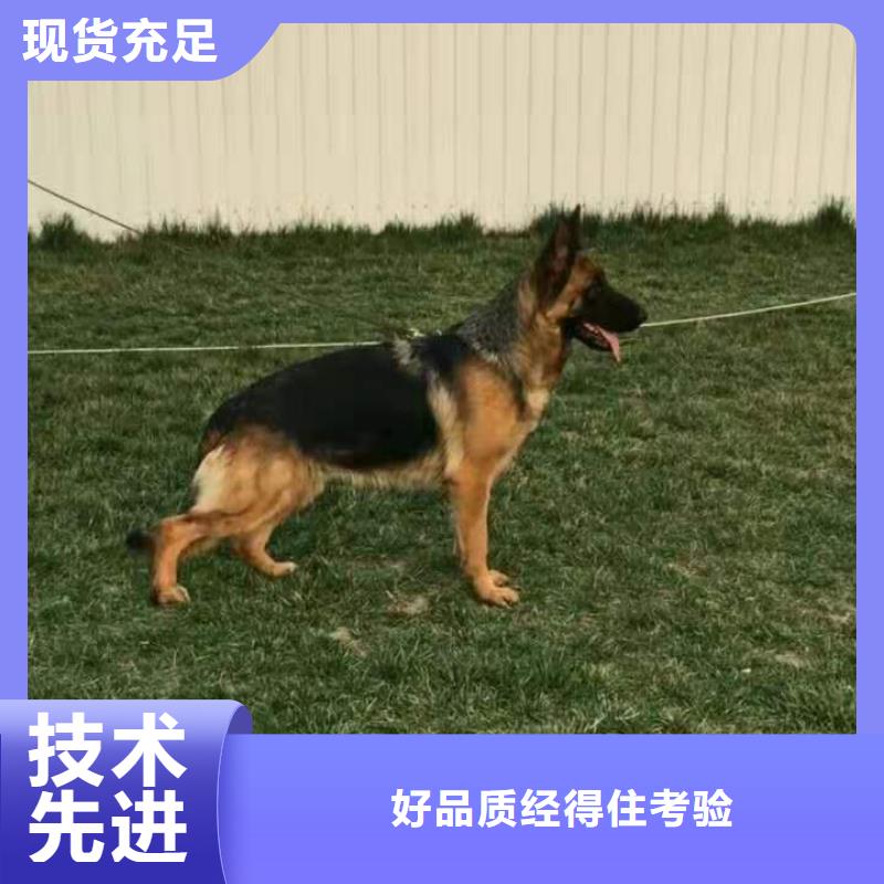 德国牧羊犬卡斯罗犬定制不额外收费