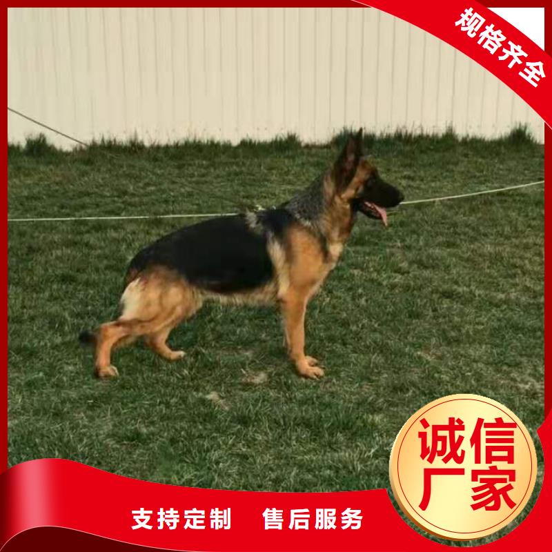 德国牧羊犬德牧犬诚信经营