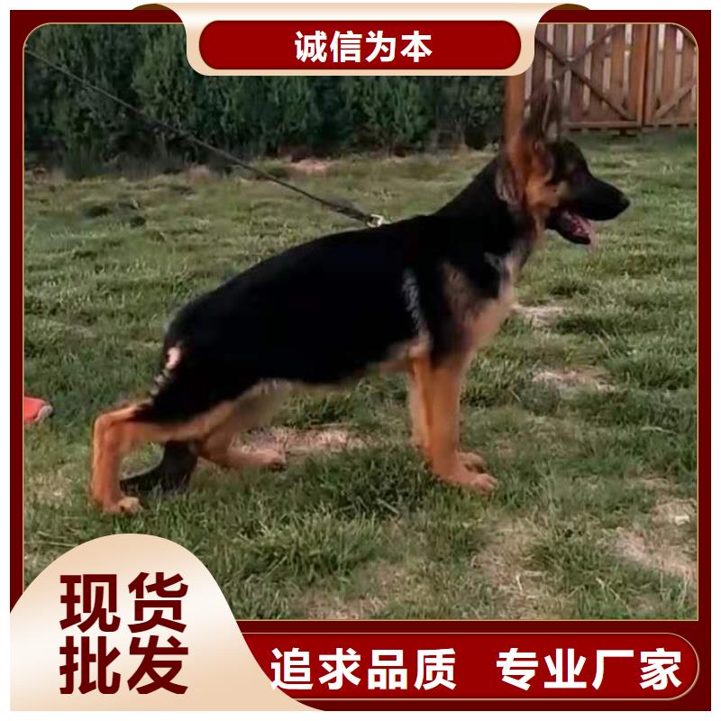 德国牧羊犬杜宾犬严选好货