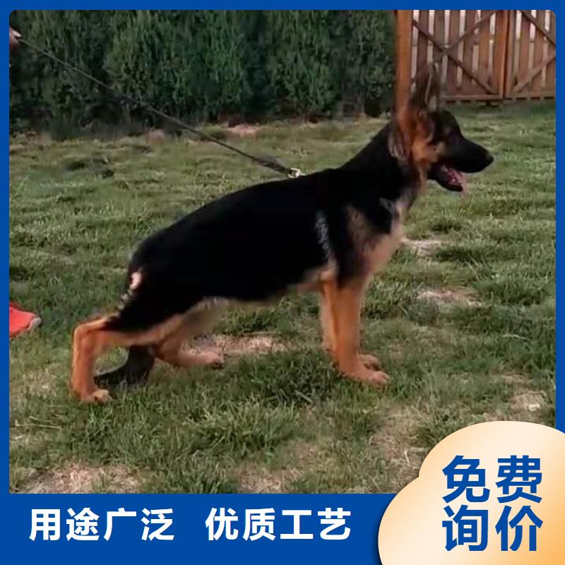 德国牧羊犬【拉布拉多犬】畅销当地