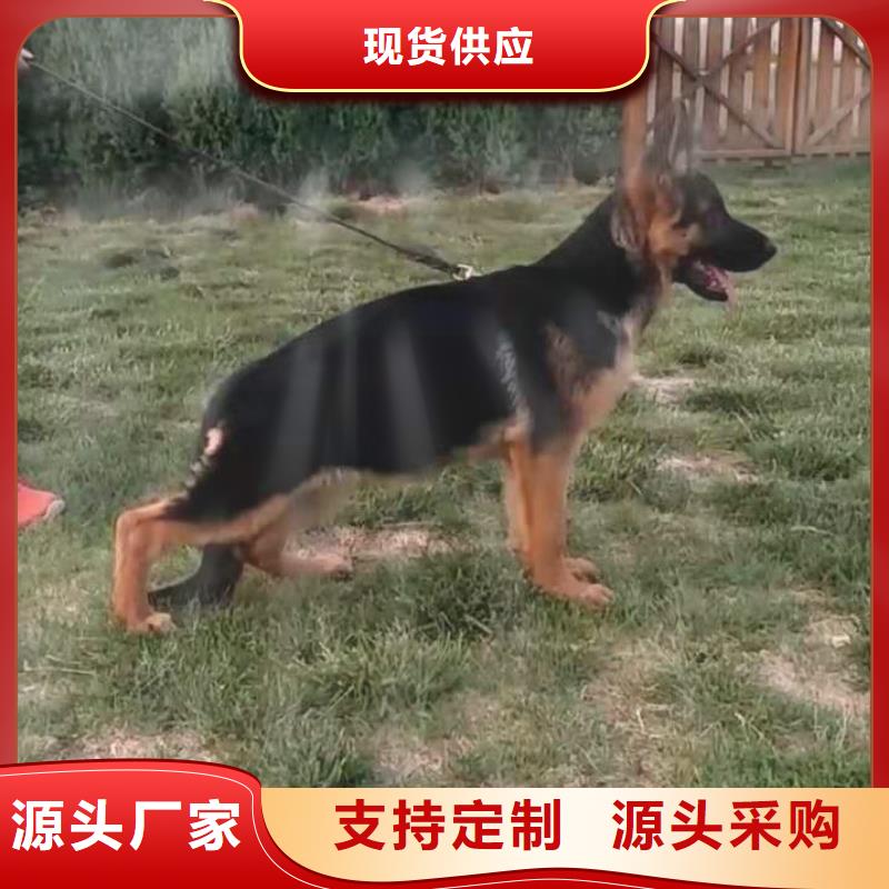 德国牧羊犬卡斯罗犬支持货到付清