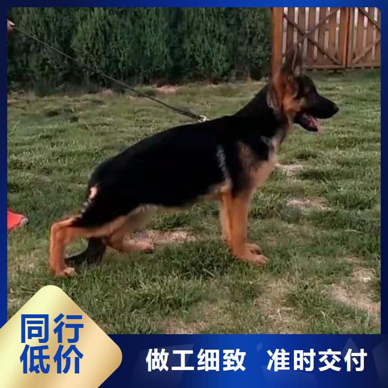 德国牧羊犬,【马犬】专注生产制造多年