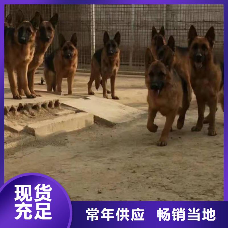 【德国牧羊犬】-德牧犬诚信厂家