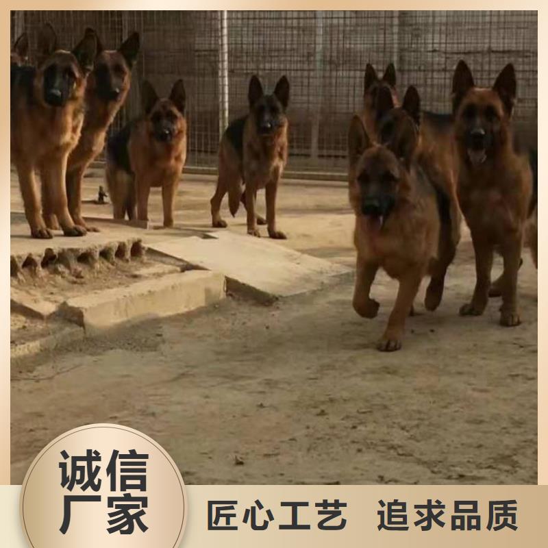 德国牧羊犬德牧犬快速发货