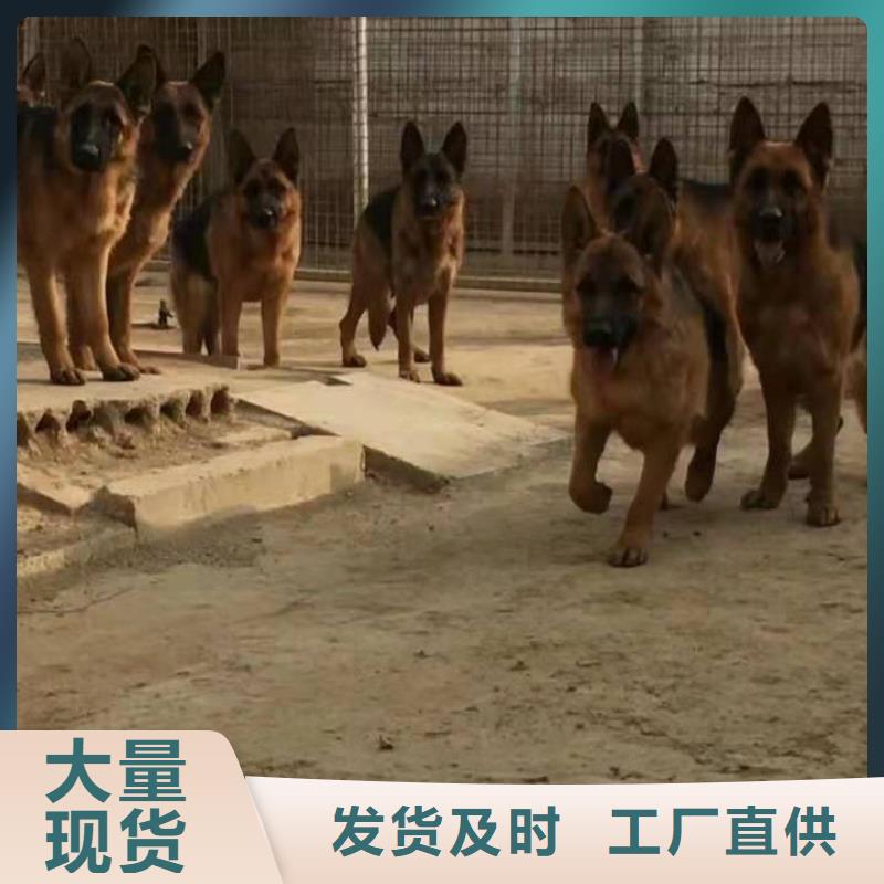 德国牧羊犬,卡斯罗犬厂家拥有先进的设备