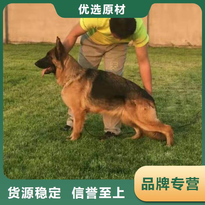 【德国牧羊犬-罗威纳犬今年新款】