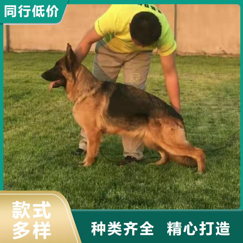 德国牧羊犬杜高犬现货实拍