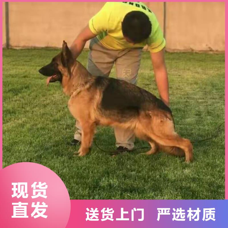 德国牧羊犬【拉布拉多犬】畅销当地