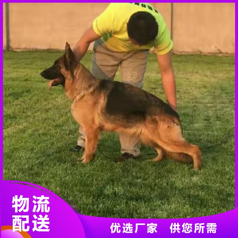 德国牧羊犬马犬品质服务