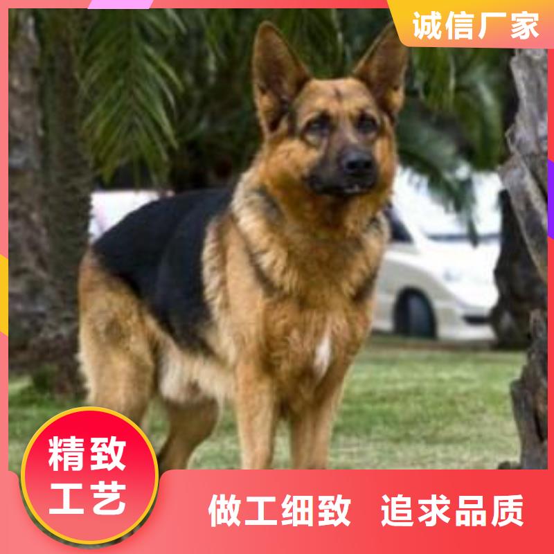 【德国牧羊犬杜高犬一站式采购商】