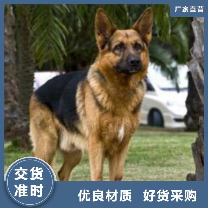 德国牧羊犬,【马犬】专注生产制造多年